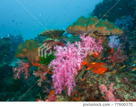 軟珊瑚和石珊瑚根（斯米蘭群島，泰王國） 77600370