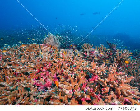 熱帶海洋珊瑚群（邦島，斯米蘭海洋國家公園，泰王國） 77600372