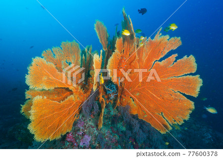 Large sea urchins that grow in bundles (Tachai Island, Similan Marine National Park, Kingdom of Thailand) 77600378