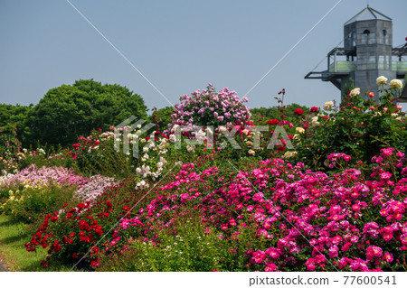 A landscape of colorful roses blooming in the refreshing early summer sky 77600541
