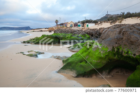 Wet coastal stones with green algae on the beach 77600971