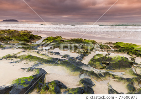 Coastal landscape with wet stones and green algae Coastal landscape with wet stones and green algae 77600973