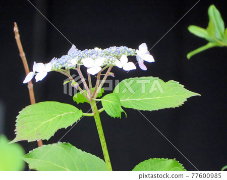 Flower of my beloved wife Flower of my beloved wife 77600985