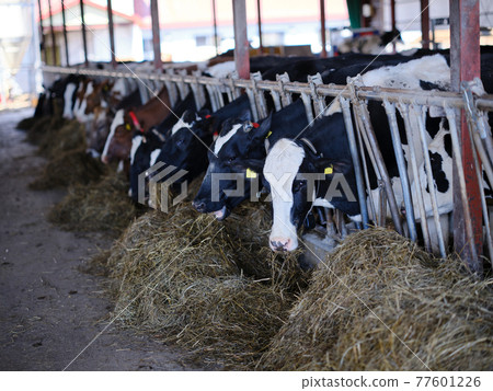 Barn Holstein 77601226