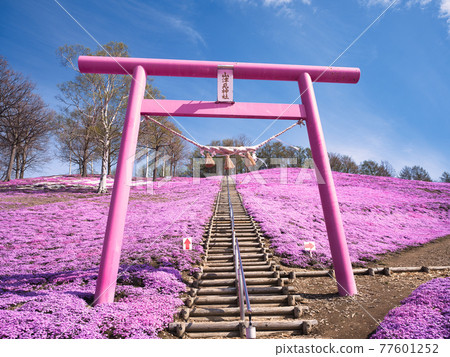Toigakko Shiba Sakura Park 77601252
