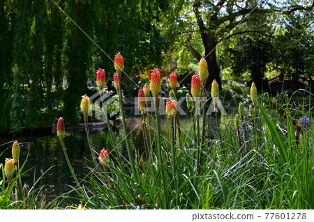 Tritoma (Shagmayuri) blooming in Parc Monceau, Paris, taken on May 7, 2021 Tritoma (Shagmayuri) blooming in Parc Monceau, Paris, taken on May 7, 2021 77601278