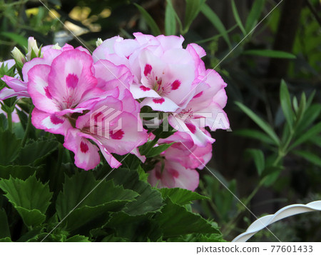 Flowers in pink like azalea Flowers in pink like azalea 77601433
