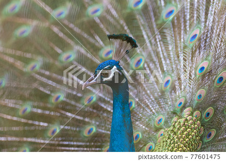 Peacock spreading wings Peacock spreading wings 77601475