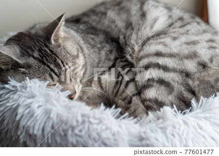 Sleeping cat Sabatra cat Sleeping cat Sabatra cat 77601477