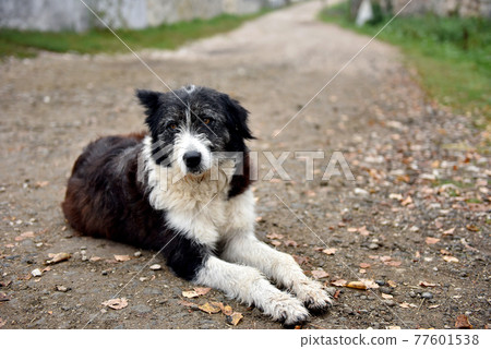 Abandoned homeless stray dog on the street Abandoned homeless stray dog on the street 77601538