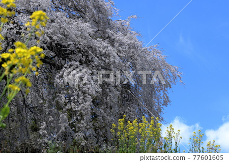 The weeping cherry blossoms of the Nakagoe family's house stand out against the blue sky (Niyodogawa Town, Kochi Prefecture) 77601605