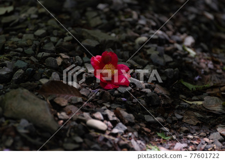 Camellia flower that fell to the ground 77601722