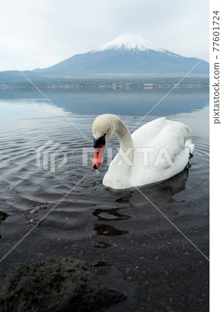Lake Yamanaka where swans swim 77601724