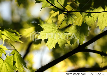 Spring maple leaves on a twig in a forest 77602232