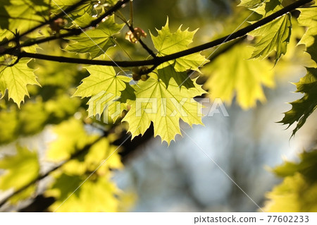 Spring maple leaves on a twig in a forest 77602233