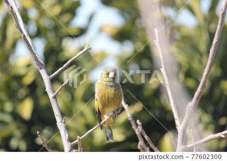 野鳥 野鳥形象 青雞 野鳥 野鳥形象 青雞 77602300