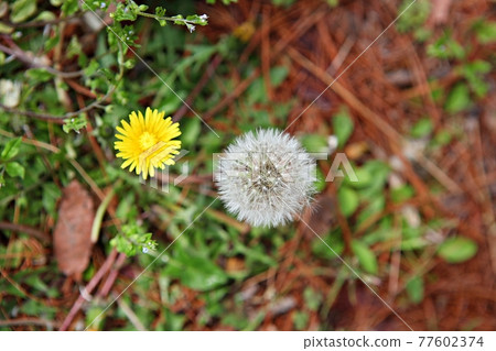 dandelion dandelion 77602374