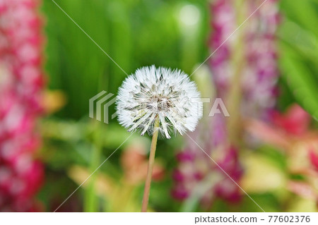dandelion dandelion 77602376