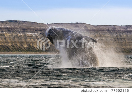 Whale Patagonia Argentina Whale Patagonia Argentina 77602526