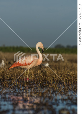 Flamingos, Patagonia Argentina 77602527