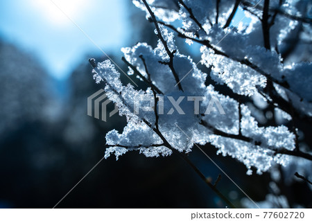 樹枝和雪 樹枝和雪 77602720