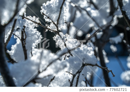 樹枝和雪 樹枝和雪 77602721