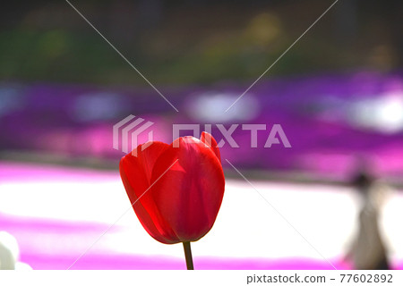 Saitama Prefecture Chichibu City Hitsujiyama Park Moss Phlox 77602892