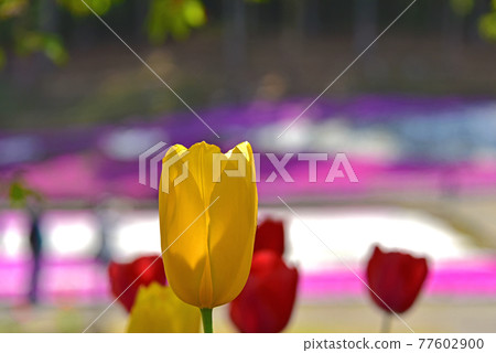 Saitama Prefecture Chichibu City Hitsujiyama Park Moss Phlox Saitama Prefecture Chichibu City Hitsujiyama Park Moss Phlox 77602900