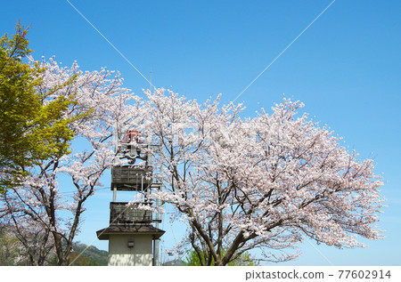 沿飯exterior川沿岸安裝的日式外部警告設備和盛開的櫻花風景...島根縣安來市（天氣晴朗） 77602914