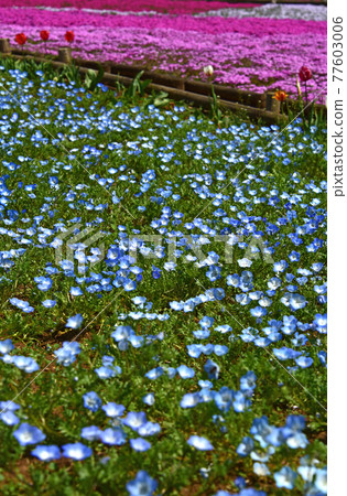 埼玉縣秩父市羊山公園苔蘚福祿考 埼玉縣秩父市羊山公園苔蘚福祿考 77603006