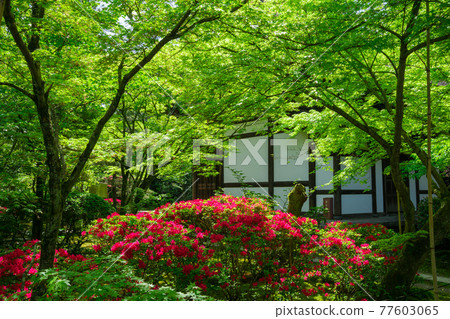 Fresh green and azaleas at Ikkyuji Temple in Kyoto Fresh green and azaleas at Ikkyuji Temple in Kyoto 77603065
