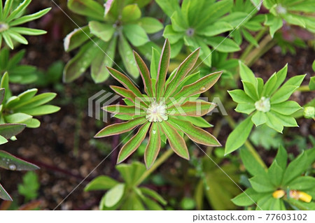 leaf leaf 77603102