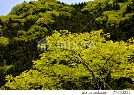 Fresh green 2 (Koyadaira, Mima City, Tokushima Prefecture) Fresh green 2 (Koyadaira, Mima City, Tokushima Prefecture) 77603221