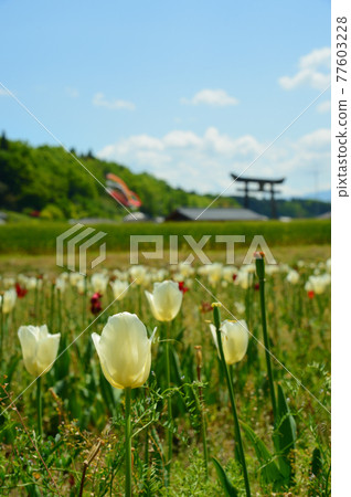 White tulip White tulip 77603228