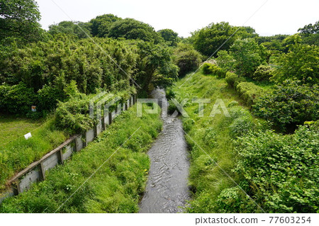 Hatagawa seen from Sakura Bridge-Kanagawa Prefectural Sagami Mikawa Park- Hatagawa seen from Sakura Bridge-Kanagawa Prefectural Sagami Mikawa Park- 77603254