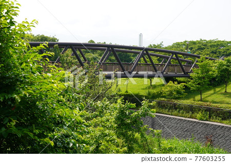 櫻花橋-神奈川縣立相模三河公園- 櫻花橋-神奈川縣立相模三河公園- 77603255
