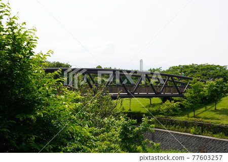 櫻花橋-神奈川縣立相模三河公園- 櫻花橋-神奈川縣立相模三河公園- 77603257