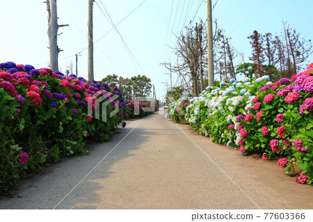 Hydrangea, Anseong-ri, Jeju rural village, flower, village, alley, stone wall, flower bud, ecology, environment, 77603366