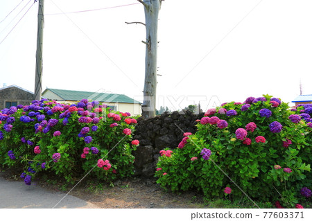 繡球花,安城裡,濟州鄉村,花,村莊,胡同,石牆,花卉,生態,環境, 繡球花,安城裡,濟州鄉村,花,村莊,胡同,石牆,花卉,生態,環境, 77603371