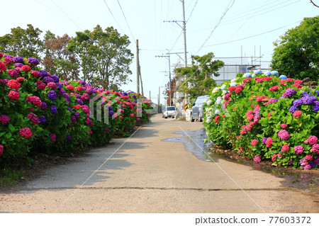繡球花,安城裡,濟州鄉村,花,村莊,胡同,石牆,花卉,生態,環境, 繡球花,安城裡,濟州鄉村,花,村莊,胡同,石牆,花卉,生態,環境, 77603372
