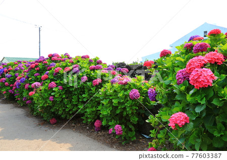 Hydrangea, Anseong-ri, Jeju rural village, flower, village, alley, stone wall, flower bud, ecology, environment, Hydrangea, Anseong-ri, Jeju rural village, flower, village, alley, stone wall, flower bud, ecology, environment, 77603387