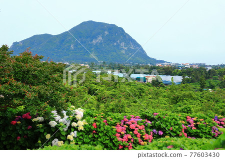 繡球花,花園,濟州鄉村,鮮花,村莊,胡同,石牆,花卉,生態,環境, 繡球花,花園,濟州鄉村,鮮花,村莊,胡同,石牆,花卉,生態,環境, 77603430