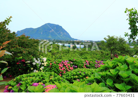 Hydrangea, garden, Jeju rural village, flower, village, alley, stone wall, flower bud, ecology, environment, Hydrangea, garden, Jeju rural village, flower, village, alley, stone wall, flower bud, ecology, environment, 77603431