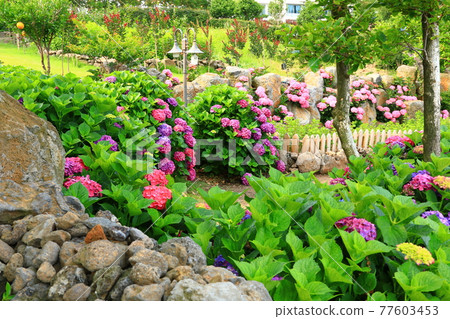 Hydrangea, Jeju rural village, flower, village, alley, stone wall, flower bud, ecology, environment, 77603453