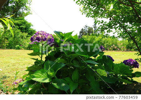 Hydrangea, Jeju rural village, flower, village, alley, stone wall, flower bud, ecology, environment, Hydrangea, Jeju rural village, flower, village, alley, stone wall, flower bud, ecology, environment, 77603459
