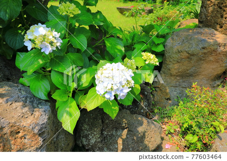 繡球花，濟州鄉村，鮮花，村莊，胡同，石牆，花卉，生態，環境， 77603464