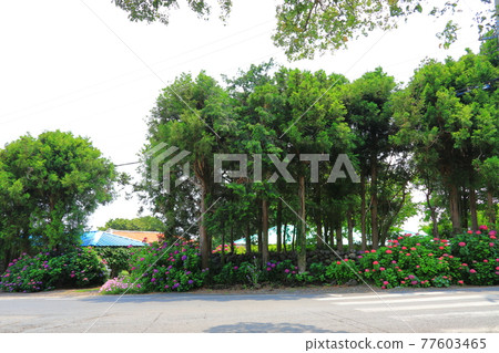 繡球花,濟州鄉村,鮮花,村莊,胡同,石牆,花卉,生態,環境, 繡球花,濟州鄉村,鮮花,村莊,胡同,石牆,花卉,生態,環境, 77603465