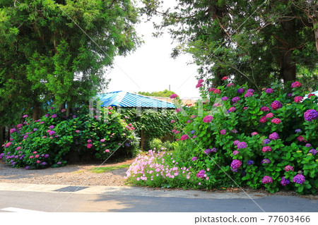 Hydrangea, Jeju rural village, flower, village, alley, stone wall, flower bud, ecology, environment, Hydrangea, Jeju rural village, flower, village, alley, stone wall, flower bud, ecology, environment, 77603466