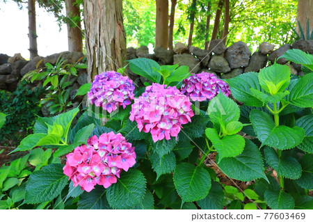 Hydrangea, Jeju rural village, flower, village, alley, stone wall, flower bud, ecology, environment, 77603469