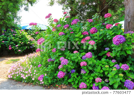 繡球花,濟州鄉村,鮮花,村莊,胡同,石牆,花卉,生態,環境, 繡球花,濟州鄉村,鮮花,村莊,胡同,石牆,花卉,生態,環境, 77603477